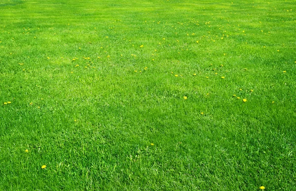 Bowling green gemaaid gras lijnen achtergrond. — Stockfoto