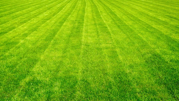Bowling green cut grass lines background.