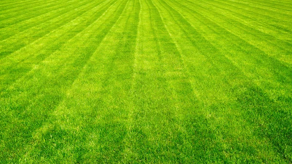Arka plan bowling green kesme çim hatları.