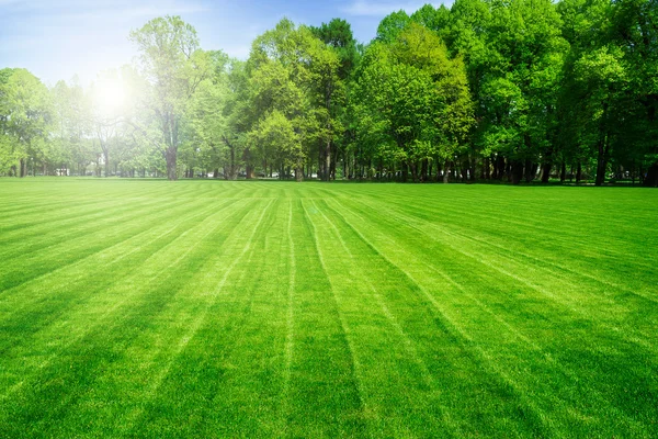 Groen grasveld en heldere blauwe hemel. Achtergrond. — Stockfoto