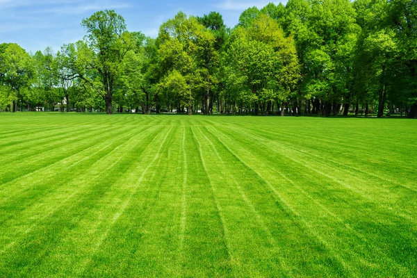 Groen grasveld en heldere blauwe hemel. Achtergrond. — Stockfoto