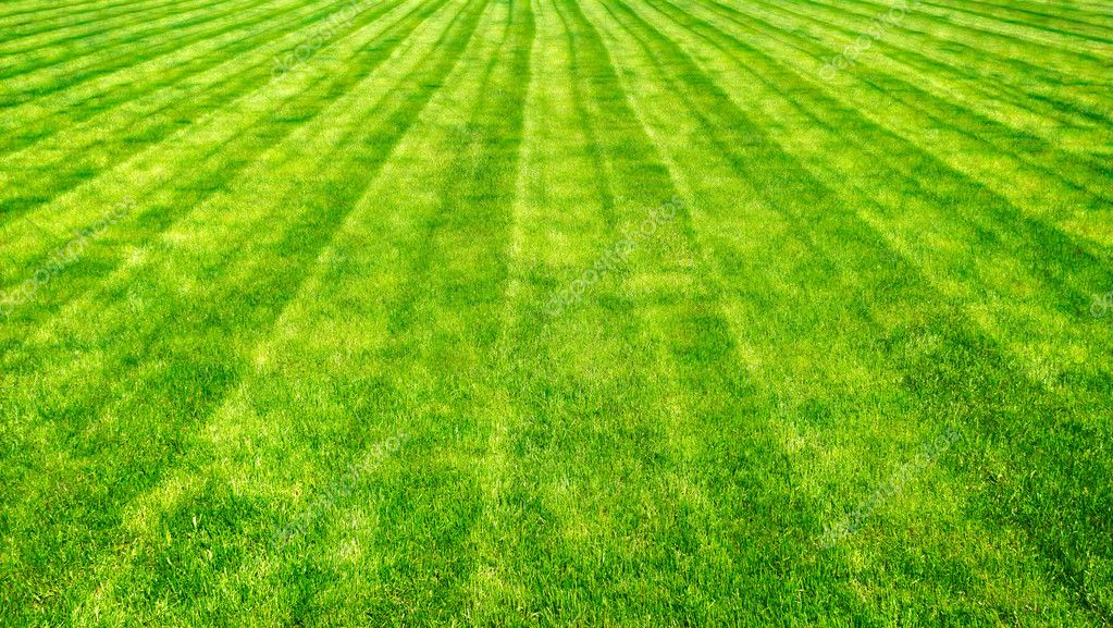 Футбольный газон. Почему на футбольном поле трава разного цвета. Футбольный газон. Искусственный газон на стадионе. Искусственный футбольный газон.