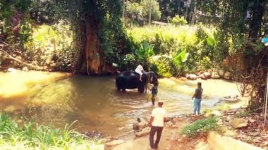 Pinawalla, Sri Lanka - Şubat 2016 yaklaşık: turist fil Yetimhanesi. Kadın turist mahouts gözü üstünde hayvan, ısı su, fil sürme
