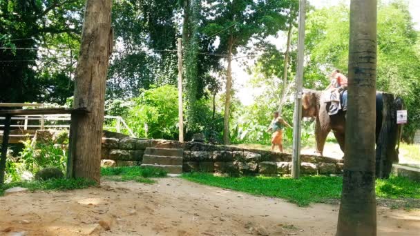 PINAWALLA, SRI LANKA - CIRCA FEBBRAIO 2016: Turisti all'orfanotrofio degli elefanti. Elefante adulto con turisti sul retro che camminano lentamente dietro Mahout. Turismo — Video Stock