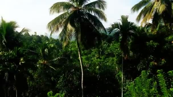 Selvaggia vista della giungla vista dalla finestra del treno, un sacco di alberi verdi, isola tropicale — Video Stock