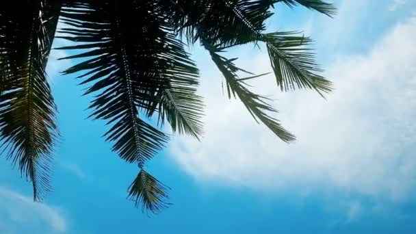 Φύλλα πράσινο φοινίκων κατά της μπλε του ουρανού, χαλαρωτική μέρα στην παραλία, καλοκαιρινές διακοπές — Αρχείο Βίντεο