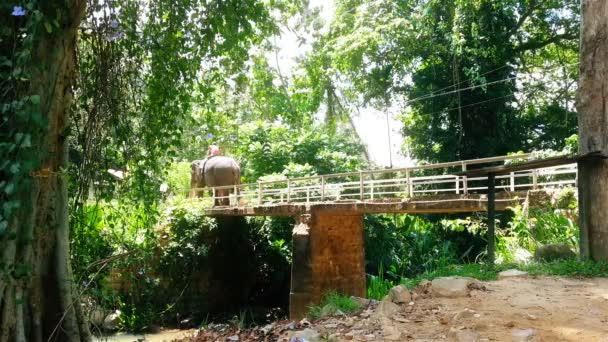 Toeristen olifant rijden over rivier brug in jungle, exotische vakantie, reizen — Stockvideo