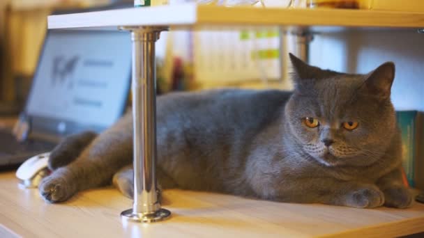 Sonolento Britânico Shorthair gato deitado na mesa do proprietário, amor por animais, adoção — Vídeo de Stock