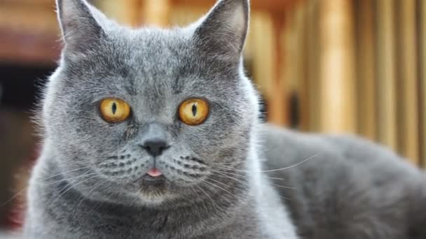 Close-up of funny cat face with yellow eyes and pink tongue, British Shorthair — Stock Video