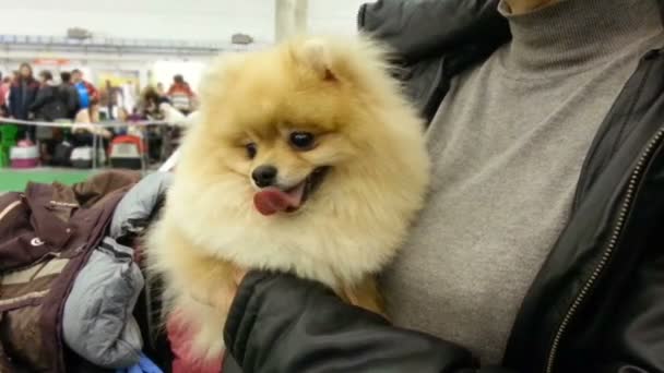 Feliz perro mullido sentado en manos del dueño femenino, Pomeranian Spitz crianza — Vídeo de stock