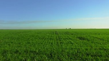 Bitmek bilmeyen yeşil buğday ya da çavdar tarlaları, tarım, ekinler.