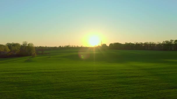 Eindeloos groen veld van wintertarwe bij zonsondergang, luchtfoto, plantaardige productie — Stockvideo