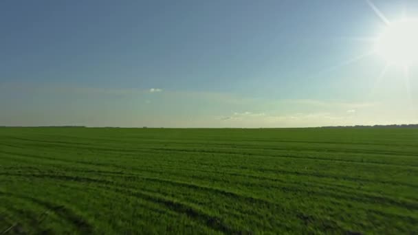 Летит высоко над зеленым посаженным полем из озимой пшеницы или ржи, маленький самолет пова — стоковое видео