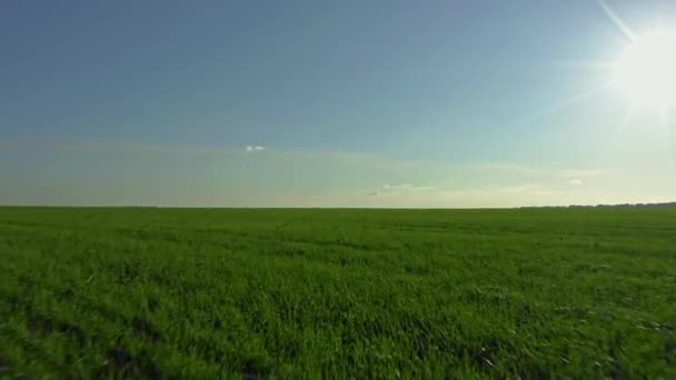 Green field and blue sky, sun going down above beautiful field of winter crops — Stock Video