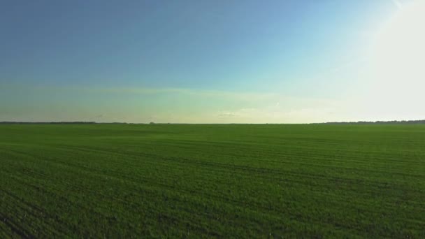 Drone opstijgen enorme groene veld van geplante wintertarwe en rogge, landbouw — Stockvideo