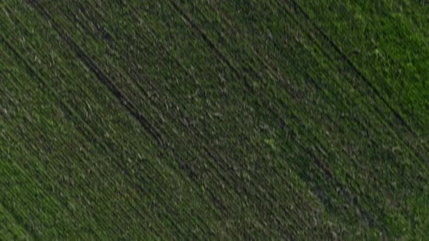 Gekippte Drohne Schuss von riesigen grünen bepflanzten Feld, Winterweizen, Roggen, Landwirtschaft — Stockvideo