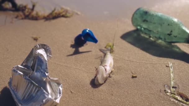 Martwa Ryba Rozkładająca Się Stosach Śmieci Brzegu Rzeki Problem Zanieczyszczenia — Wideo stockowe