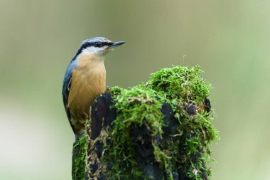 Çek Cumhuriyeti 'ndeki eski yosunlu bir kuş türünün üzerine tünemiş Avrasya Nuthatch (Sitta europaea)