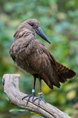 Hamerkop (Scopus umbretta) yetişkin bir kuş, bir tutsak hayvan olan sonbahar yeşilliğinin önüne tünedi. Çek Cumhuriyeti Hayvanat Bahçesi Zlin Lesna.