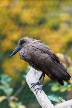 Hamerkop (Scopus umbretta) yetişkin bir kuş, bir tutsak hayvan olan sonbahar yeşilliğinin önüne tünedi. Çek Cumhuriyeti Hayvanat Bahçesi Zlin Lesna.