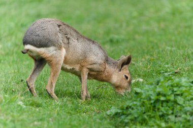 Patagonya Mara (Dolikotis patagonum), tutsak bir hayvan olan çimlerde otlar. Çek Cumhuriyeti Hayvanat Bahçesi Zlin Lesna.