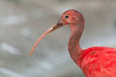 Kızıl Ibis (Eudocimus ruber), canlı kırmızı tüyleri ve uzun kavisli gagasını gösteren yakın plan portresi..