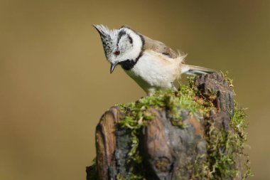 Crested Tit (Lophophanes cristatus) perched on moss-covered branch, common bird species in the Czech Republic. Close-up portrait.