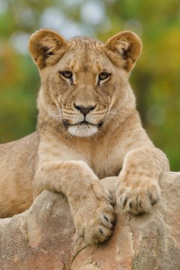 Aslan (Panthera leo) bir kaya esiri hayvanın üzerinde dinleniyor. Çek Cumhuriyeti Hayvanat Bahçesi Zlin Lesna.