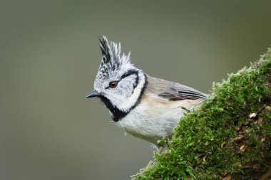 Crested Tit (Lophophanes cristatus) perched on moss-covered branch, common bird species in the Czech Republic. Close-up portrait.