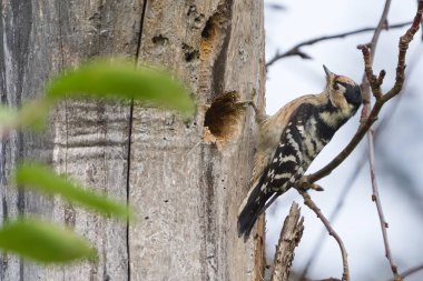 Daha az Benekli Ağaçkakan (Dryobates minor) dişi Çek Cumhuriyeti 'nde nadir bulunan bir kuş türünde kuru bir ağaç gövdesinde bir delik açıyor