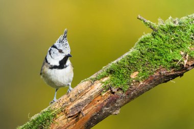 Crested Tit (Lophophanes cristatus)  perched on a dry moss-covered branch with autumn colors in the background, a common bird in the Czech Republic.