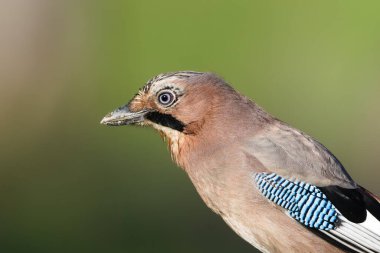 Avrasya Jay (Garrulus glandarius) Çek Cumhuriyeti 'nde yeşil arkaplan ortak türüne sahip yakın plan portresi
