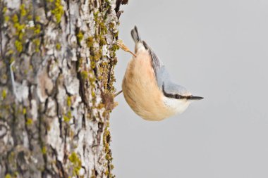 Avrasya Nuthatch (Sitta europaea), Çek Cumhuriyeti 'nde yosunlu bir ağaç gövdesine baş aşağı yapışan yetişkin türü.