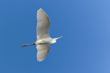 Çek Cumhuriyeti 'nde Açık Mavi Gök Türlerine Karşı Uçuşta Büyük Akbalıkçıl (Ardea alba).