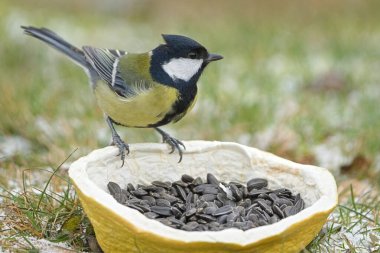 Great Tit (Parus major) perched on bird feeder in winter. Common bird species in the wild in the Czech Republic.