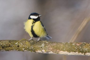 Great Tit (Parus major) Ruffled Feathers in Strong Wind. Yellow bird. Winter weather.