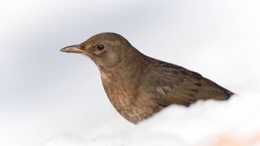 Çek Cumhuriyeti 'nde yaygın olarak görülen Karatavuk (Turdus merula) Karda Kadın