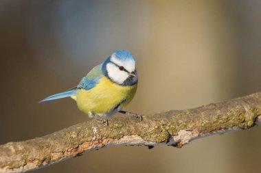 Blue Tit (Cyanistes caeruleus)  perched on a dry tree, a common bird species in the wild in the Czech Republic.