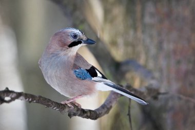 Avrasya Jay (Garrulus glandarius) Çek Cumhuriyeti 'nde yaygın bir kuş türü olan ormandaki bir dala tünemiştir..