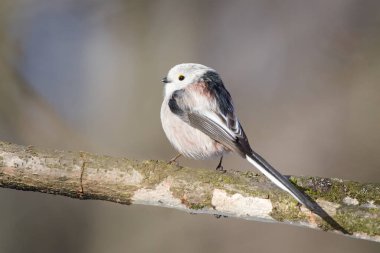 Long-tailed Tit (Aegithalos caudatus) Perched on Mossy Branch in Winter  Common bird Species in the Czech Republic