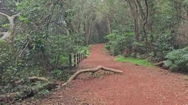 Matheran, Hindistan 'da ağaçların kökleriyle çevrili dolambaçlı bir orman yolu yoğun bitki örtüsünün içinden geçer. Huzurlu bir yürüyüş ve doğa yolculuğunu çağrıştırır..