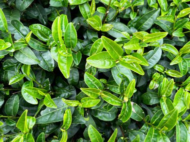 Çaydanlıkta yetişen taze yeşil çay yaprakları, organik tarımı, sağlıklı yaşam tarzını, bitkisel malzemeleri, sürdürülebilirliği ve geleneksel Çin çay tarımını temsil eden doğal bitki örtüsü.