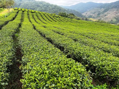 Sabah yeşil çay yaprağı, çay tarlası. Yeşil çay tomurcukları ve yapraklar, yeşil çay yaprağı taze yapraklar, çay tarlaları yeşil tarım arka planda üst yaprak çiftliği manzarası, uzun yaşam