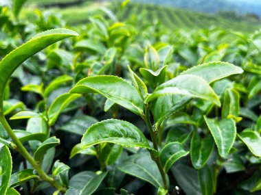 Çaydanlıkta yetişen taze yeşil çay yaprakları, organik tarımı, sağlıklı yaşam tarzını, bitkisel malzemeleri, sürdürülebilirliği ve geleneksel Çin çay tarımını temsil eden doğal bitki örtüsü.