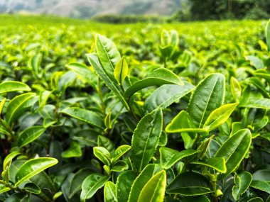 Çaydanlıkta yetişen taze yeşil çay yaprakları, organik tarımı, sağlıklı yaşam tarzını, bitkisel malzemeleri, sürdürülebilirliği ve geleneksel Çin çay tarımını temsil eden doğal bitki örtüsü.