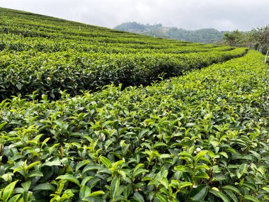 Sabah yeşil çay yaprağı, çay tarlası. Yeşil çay tomurcukları ve yapraklar, yeşil çay yaprağı taze yapraklar, çay tarlaları yeşil tarım arka planda üst yaprak çiftliği manzarası, uzun yaşam