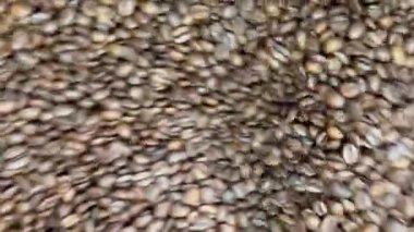 Taze kavrulmuş kahve çekirdekleri endüstriyel kahvede soğuyor davul kızartıyorlar, özel kahve, yemek endüstrisi ve zanaatkar kavrulan kavramların dokusunu, aromasını ve üretim sürecini gösteriyorlar.