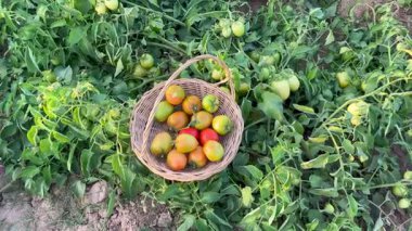 Altın saat boyunca organik bir çiftlikte bir sepet dolusu taze domatesle el ele tutuşmak sürdürülebilir tarım, hasat mevsimi, kırsal yaşam ve sağlıklı gıda kavramını temsil eder.