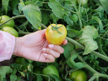 Bir el, altın saat boyunca organik bir çiftlikteki sarmaşıkta olgun bir domatesi tutuyor, tazeliği, doğal büyümeyi, sürdürülebilir tarımı, sağlıklı gıdayı ve çiftlikten masaya konsepti vurguluyor.