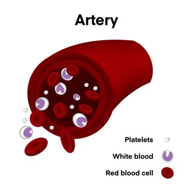 Kırmızı kan hücreleri, beyaz kan hücreleri ve trombositlerin insan dolaşım sistemi içinde aktığını gösteren arter kesitinin bilimsel çizimi, eğitim sağlığı biyolojisi için tıbbi diyagram
